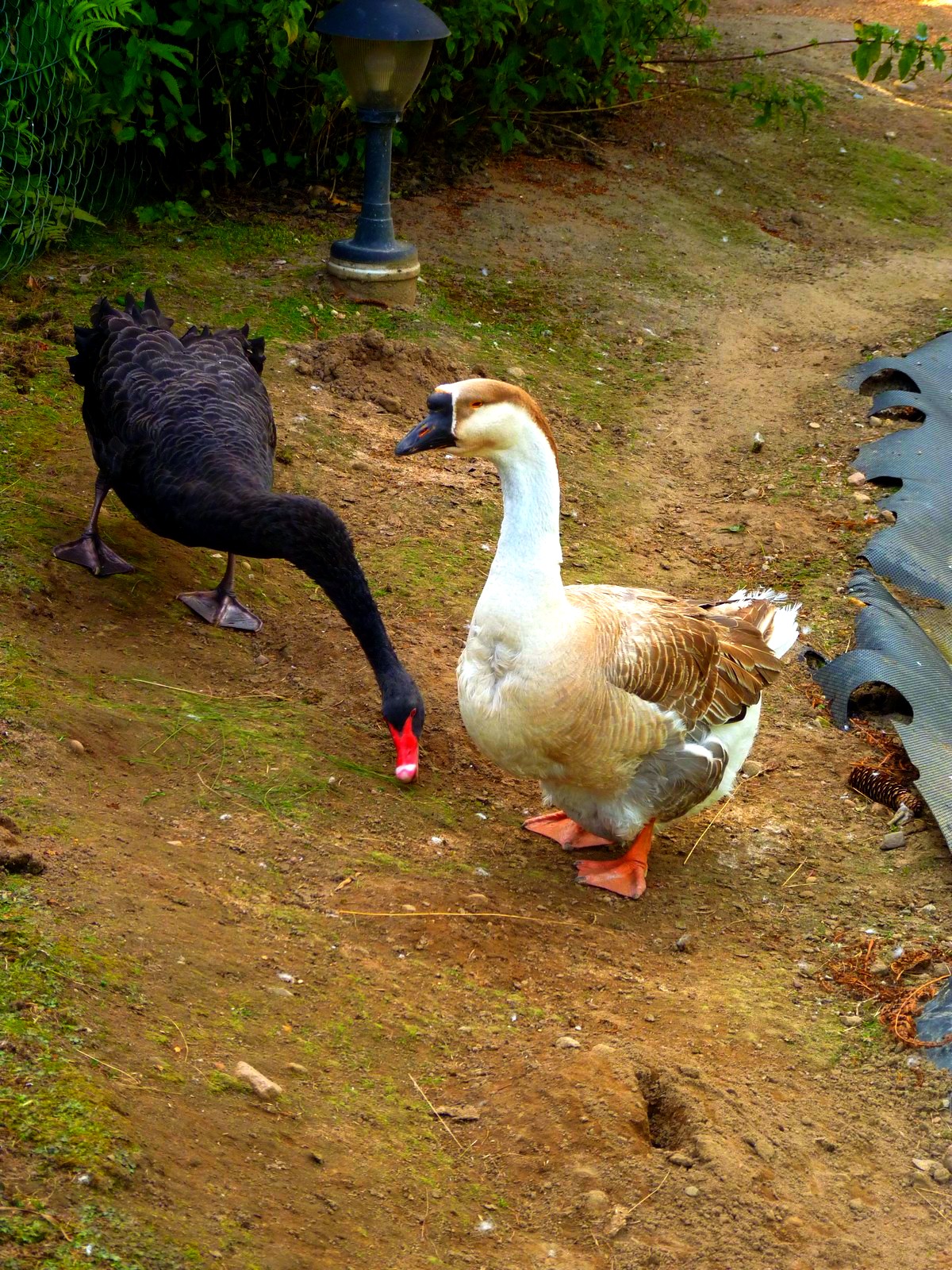 MINI ZOO PORT 2000 MOSTKI, LUBUSKIE DLA DZIECI