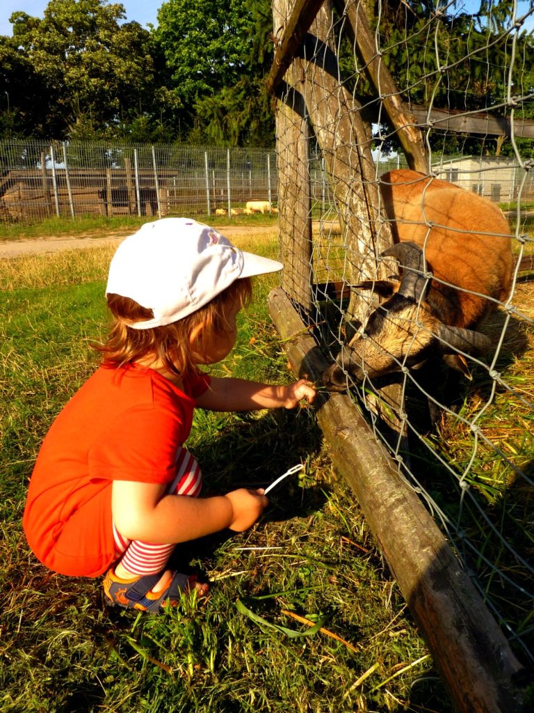 MINI ZOO PORT 2000 MOSTKI, LUBUSKIE DLA DZIECI