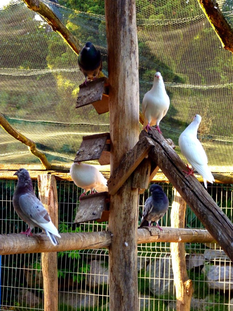 MINI ZOO PORT 2000 MOSTKI, LUBUSKIE DLA DZIECI